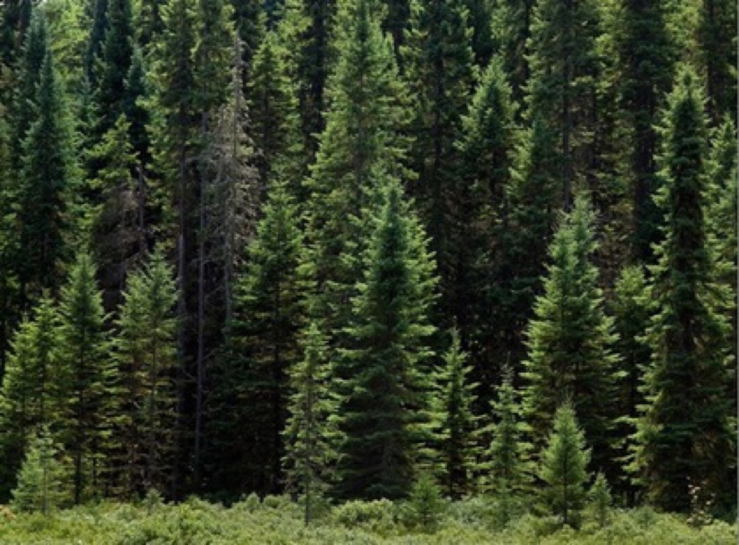 Botanist says: plant life of boreal forests - Trinity and Josh's travels